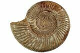 Jurassic Ammonite (Perisphinctes) - Madagascar #227477-1